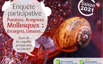 Utilisons nos téléphones pour faire des relevés de la biodiversité autour de nous